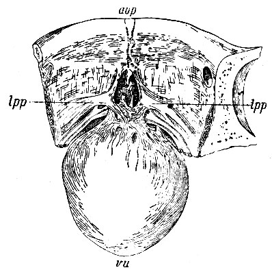 . 242.     ()    (vu),    ;    ligamenta puboprostatica - lpp