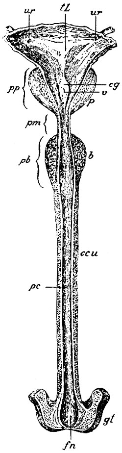 . 243.        ,       . tL - trigonon Lieutaudii; r, ur -  ;  - pars prostatica urethrae; pm - pars membranacea urethrae; pb - pars bulbosa urethrae; pc - pars cavernosa urethrae; p -   (  ); cg - caput gallinaginis; v -  vesiculae prostaticae; ccu - corpus cavernosum urethrae (  ; corpora cavernosa penis ); gt - glans penis; fn - fossa navicularis urethrae