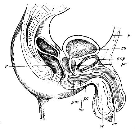 . 244.       (). a - ; vu -  ;  - ; r - prostata; pm - pars membranacea urethrae; pc - pars cavernosa urethrae; bu - bulbus urethrae; oe - orificium externum urethrae; sc - septum scroti; r - rectum