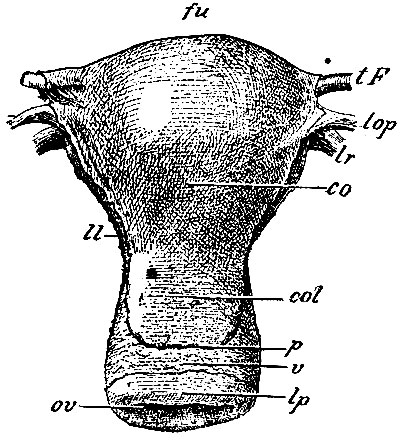 . 253.   ,   : fu - fundus uteri;  - corpus uteri; col-collum uteri; lp -   portionis vaginalis uteri; ov - orificium vaginale uteri; tF -   (); lr - lig. rotundum; lop - lig. ovarii proprium; ll -    ,   ,     ;  -      (  ); v -   