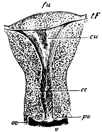 . 255.   . fu - fundus uteri ( ,   ); tF - tuba Fallopiae; cu - cavum uteri; cc - canalis cervicis      ; pv - portio vaginalis uteri; ov - orficium vaginale; v - vagina