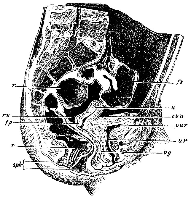 . 256.     18- .  .  - ; vur -  ; evu - excavatio vesico-uterina; r, r -   (          ); ru - excavatio recto-uterina; vg- (     ); r -  ; fs -  flexurae sigmoideae; sph - sphincter ani internus  
