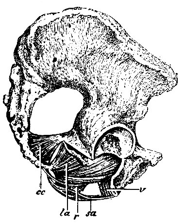 . 267.     ( ).   , cc - m. coccygeus; la - m. levator ani; r - rectum; sa - m. sphincter ani externus; v - vagina