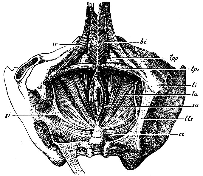 . 268.      ,  . si - spina ischiadica; lts - lig. tuberoso-sacrum,        ; ti - tuber ischii; la - m. levator ani; cc - m. coccygeus; sa - m. sphincter ani externus; tps - m. transversus perinei superficial is; ic - m. ischio cavernosus; bc - m. bulbo-cavernosus; tpp - m. transversus perinei profundus