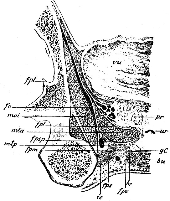 . 269.    ,     .      ossis ilium,  acetabuli     .       ,      (-     [vu])   ,         ,    (gC)       (b): vu -  ; r - prostata; ur - urethra; gC -  ; bu - bulbus urethrae; bc - m. bulbo-cavernosus; ic - m. ischio-cavernosus; fps, fps - fascia perinei superficialis; fpm - fascia perinei media; mtp - m. transversus perinei profundus; fpsp - fascia perinei superior; mla - m. levator ani; fpl, fpl - fascia pelvis; moi - m. obturator internus; fo -   ,    ,   fascia obturatoria