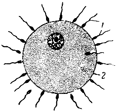Рис. 11. Внедрение сперматозоидов в яйцеклетку. 1 - сперматозоиды; 2 - яйцеклетка (схема)