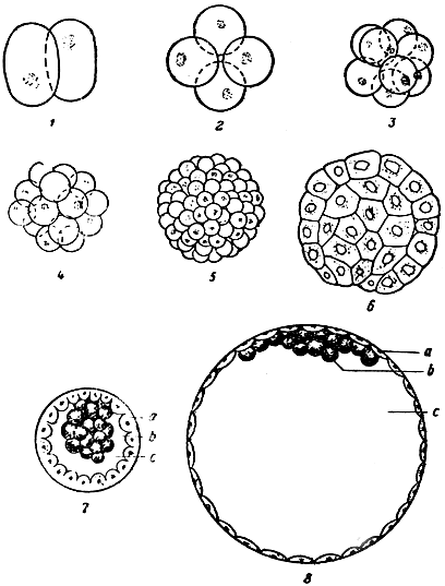 Рис. 14а. Развитие зародыша млекопитающих (схема). 1-4 - дробление (у собаки); 5 - стерробластула собаки; 6 - разрез стерробластулы кролика; 7 - обособление трофобласта и центральной клеточной массы у кролика; 8 - плодный пузырь кролика; а - трофобласт; b - зародышевый узелок; с - полость плодного пузыря (внеэмбриональная мезодерма)