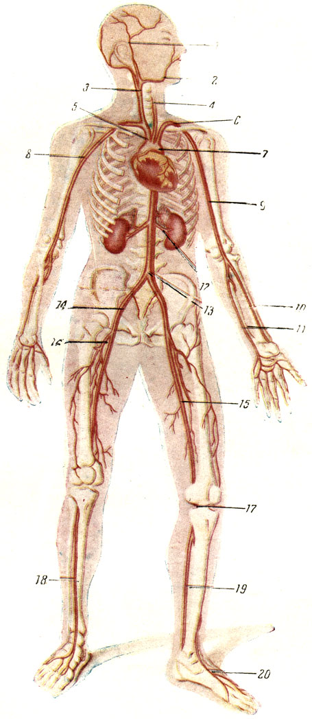 артерии человека схема расположения