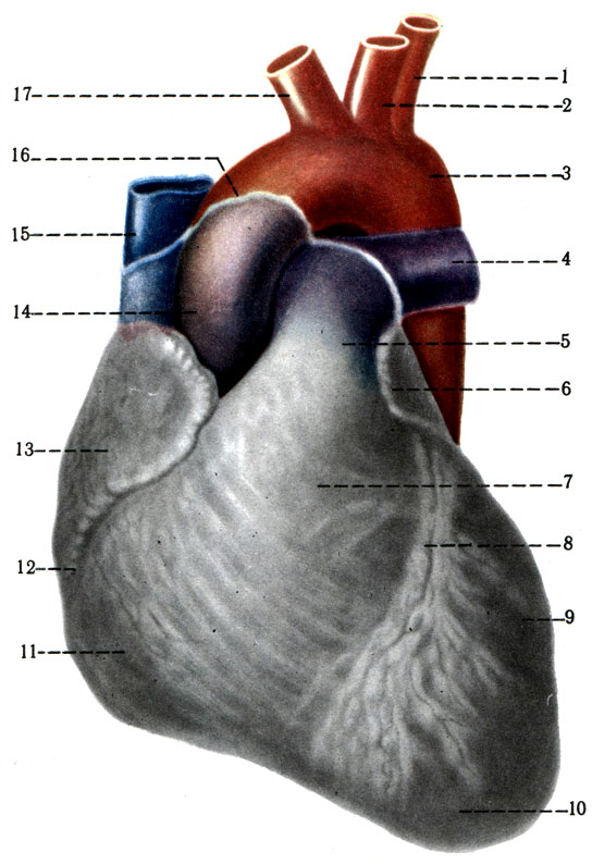 369.    .   ( ). 1 - a. subclavia sinistra; 2 - a. carotis communis; 3 - arcus aortae; 4 - a. pulmonis dextra; 5 - truncus pulmonalis; 6 - auricula sinistra; 7 - conus arteriosus; 8 - sulcus interventriculars anterior; 9 - ventriculus sinister; 10 - apex cordis; 11 - ventriculus dexter; 12 - sulcus coronarius; 13 - auricula dextra; 14 - aorta descendens; 15 - v. cava superior; 16 -     ; 17 - truncus brachiocephalicus