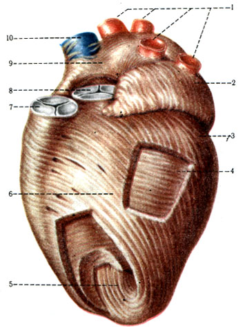 371.    ( . . ). 1 - vv. pulmonales; 2 - auricula sinistra; 3 -     ; 4 -   ; 5 -   ; 6 - sulcus interventricularis anterior; 7 - valva trunci pulmonalis; 8 - valva aortae; 9 - atrium dextrum; 10 - v. cava superior