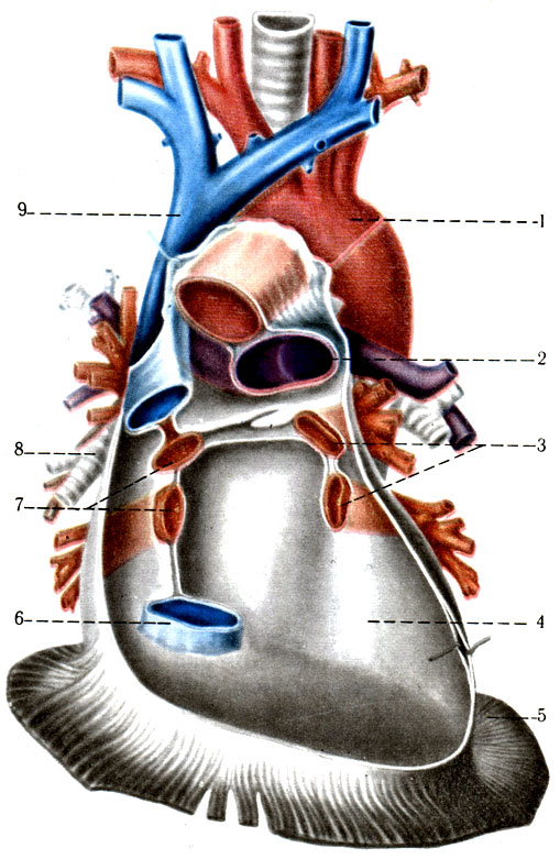 376.    ( . . ). 1 - aorta; 2 - truncus pulmonalis; 3 - vv, pulmonales sinistrae; 4 -   ; 5 - diaphragma; 6 - v. cava inferior; 7 - vv. pulmonales dextrae; 8 - bronchus principalis dexter; 9 - v. cava superior