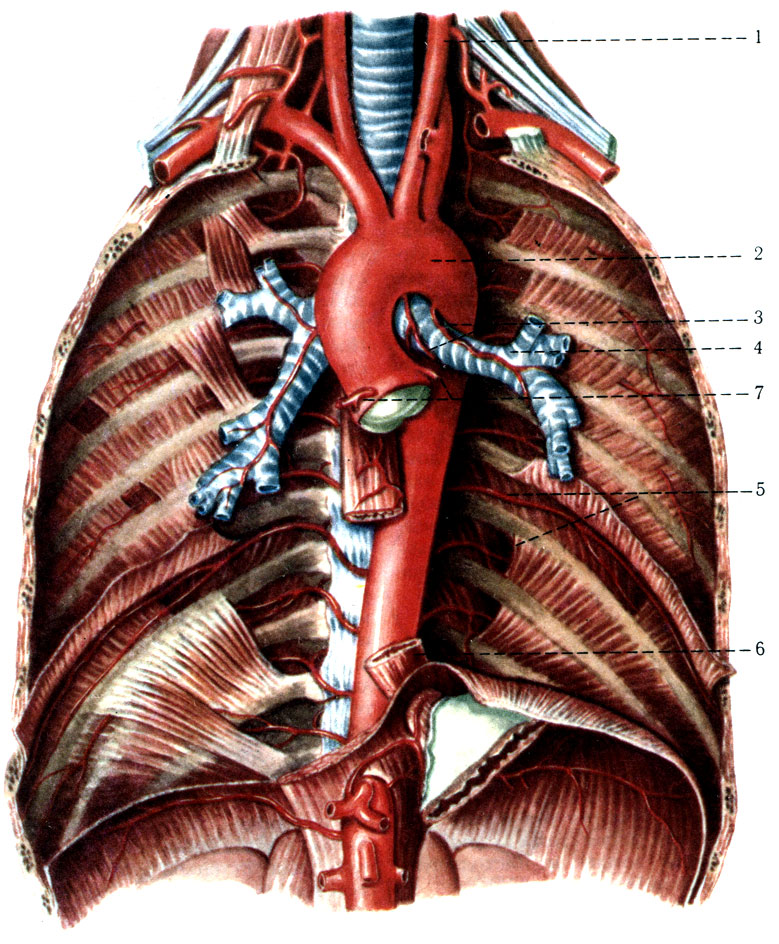 385.   ( ). 1 - a. carotis communis sinistra; 2 - arcus aortae; 3 - rr. bronchiales aortae thoracicae; 4 - bronchus principalis sinister; 5 - aa. intercostales; 6 - esophagus; 7 - aa. coronariae cordis dextra et sinistra