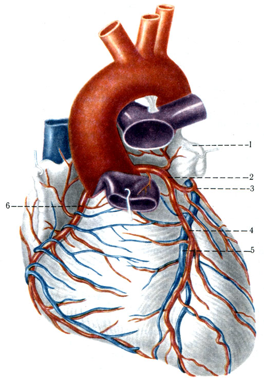 390.     ( ). 1 - auricula sinistra; 2 - a. coronaria sinistra; 3 - r. circumflexus a. coronariae sinistrae; 4 - r. interventricularis anterior; 5 - v. cordis anterior; 6 - a. coronaria dextra
