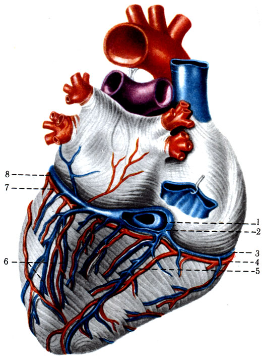 391.     ( ). 1 - valvula sinus coronarii; 2 - sinus coronarius cordis; 3 - v. cordis parva; 4 - a. coronaria dextra; 5 - v. cordis media; 6 - v. posterior ventriculi sinistri; 7 - v. cordis magna; 8 - r. cicumflexus a. coronariae sinistrae