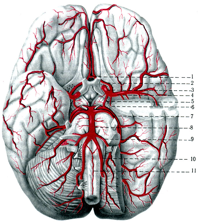 395.   . 1 - a communicans anterior; 2- a. cerebri anterior; 3 - a. carotis interna; 4 - a. cerebri media; 5 - a. communicans posterior; 6 - a. choroidea; 7 - a. cerebri posterior; 8 - a. basilaris; 9 - a. cerebri inferior anterior; 10 - aa. vertebrales; 11 - a. spinalis anterior