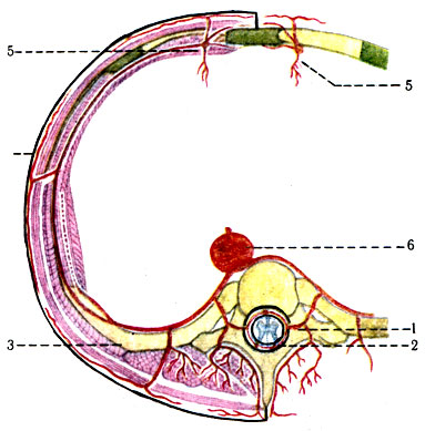 401.       . 1 - r. dorsalis; 2 - r. spinalis; 3 - a. intercostalis anterior; 4 - r. cutaneus lateralis; 5 - a. thoracica interna; 6 - aorta