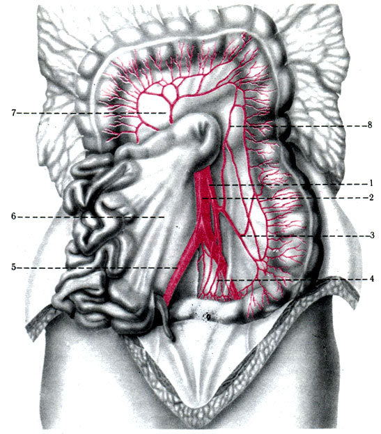 406.   . 1 - a. mesenterica inferior; 2 - aorta abdominalis; 3 - aa. sigmoideae; 4 - aa. rectales superiores; 5 - a. iliaca communis dextra; 6 - mesen-terium; 7 - a. colica media; 8 - a. colica sinistra