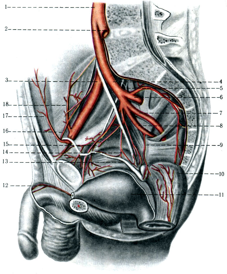 408.  . 1 - aorta abdominalis; 2 - a. iliaca communis sinistra; 3 - a. iliaca communis dextra; 4 - a. iliaca interna; 5 - a. iliolumbalis; 6 - a. sacralis lateralis; 7 - a. glutea superior; 8 - a. glutea inferior; 9 - a. prostatica; 10 - a. rectalis media; 11 - a. vesicae urinariae; 12 - a. dorsalis penis; 13 - ductus deferens; 14 - a. deferentialis; 15 - a. obturatoria; 16 - a. umbilicalis; 17 - a. epigastrica inferior; 18 - a. circumflexa ilium profunda