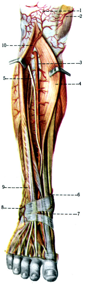 412. 	 . 1 - r. patellae; 2 - r. articularis a. genus descendentis; 3 - a. tibialis anterior; 4 - m. tibialis anterior; 5 - n. peroneus profundus; 6 - a. malleolaris anterior medialis; 7 - a. dorsalis pedis; 8 - a. malleolaris anterior lateralis; 9 - m. extensor digitorum longus; 10 - a. recurrens tibialis anterior