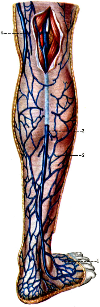 418.     . 1 - rete venosum dorsale pedis; 2 - rr. subcutanei; 3 - v. saphena parva; 4 - v. saphena magna