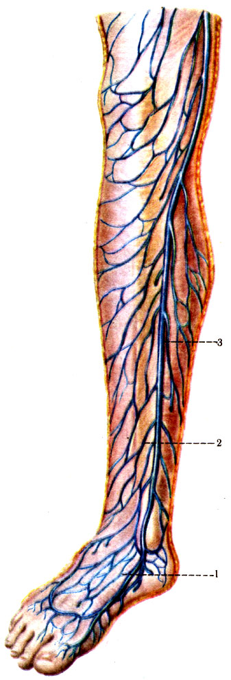 419.        ( . . ). 1 - rete venosum dorsale pedis; 2 - rr. subcutanei; 3 - v. saphena magna
