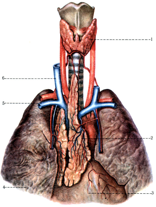 436.       1 . 1 - gl. thyroidea; 2 - thymus; 3 - pericardium; 4 - pulmo dexter; 5 - v. subclavia; 6 - v. jugularis interna