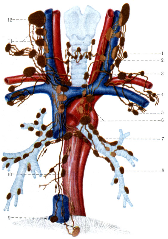 445.        ( . . ). 1 - nodi tracheales; 2 - a. carotis communis; 3 - ductus thoracicus; 4 - v. subclavia; 5 - nodi lymphatici axillares; 6 - nodi tracheobronchiale; 7 - nodi bronchopulmonales; 8 - nodi pulmonales; 9 - nodi phrenici; 10 - nodi mediastinals; 11 - nodi cervicales profundi; 12 - v. jugularis interna