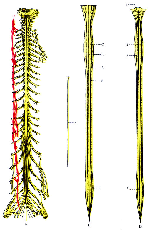 458.    .  -         ();  -     ;  -     . 1 - fossa rhomboidea; 2 - intumescentia ccrvicalis; 3 - sulcus medianus posterior; 4 - sulcus lateralis posterior; 5 - fissura mediana anterior; 6 - sulcus lateralis anterior; 7 - intumescentia lumbalis; 8 - filum terminate