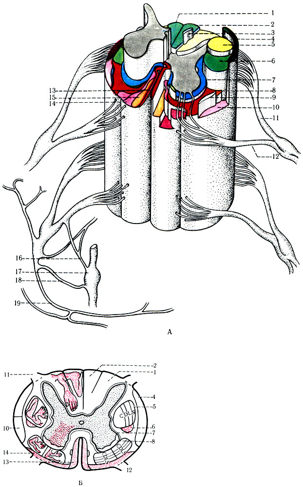 460.        (, ). 1 - fasc. gracilis ( ); 2 - fasc. cuneatus ( ); 3 -     ; 4 - tr. spinocerebellaris posterior; 5 - tr. corticospinalis lateralis; 6 - tr. rubrospinalis; 7 -    ; 8 - tr. spinothalamics lateralis; 9 - tr. spinotectal; 10 - tr. spinocerebellaris anterior; 11 -  ; 12 -  ; 13 - tr. corticospinalis anterior; 14 - tr. vestibulospinal; 15 - tr. spinothalamics anterior; 16 -   ; 17 -  ; 18 -   ; 19 -   ( ); 20 -   ( )