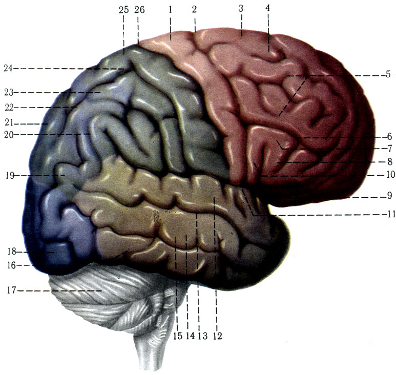 471.     ( ). 1 - gyrus precentralis; 2 - sulcus precentralis; 3 - gyrus frontalis; 4 - sulcus frontalis superior; 5 - gyrus frontalis medius; 6 - sulcus frontalis inferior; 7 - gyrus frontalis inferior; 8 - pars triangularis; 9 - pars orbitalis; 10 - pars opercularis; 11 - sulcus lateralis; 12 - gyrus temporalis superior; 13 - sulcus temporalis superior; 14 - gyrus temporalis medius; 15 - sulcus temporalis inferior; 16 - gyrus, temporalis inferior; 17 - cerebellum; 18 - gyri occipitales; 19 - gyrus angularis; 20 - gyrus supramarginalis; 21 - lobulus parietalis superior; 22 - sulcus intraparietalis; 23 - lobulus parietalis inferior; 24 - sulcus postcentral; 25 - gyrus postcentral; 26 - sulcus centralis