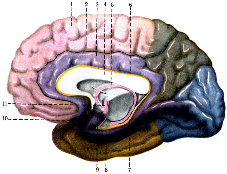 472.   ,   ( ). 1 - gyrus frontalis superior; 2 - sulcus cinguli; 3 - gyrus cinguli; 4 - corpus callosum; 5 - fornix; 6 - striae longitudinales; 7 - gyrus dendatus; 8 - gyrus parahippocampalis; 9 - corpus mamillare; 10 - uncus; 11 - fasc. mamillothalamicus