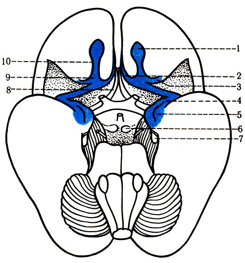 474.    . 1 - bulbus olfactorius; 2 - stria olfactoria medialis; 3 - stria olfactoria lateralis; 4 - uncus hippocampi; 5-corpus mamillare; 6 - fissura hippocampi; 7 - lamina terminalis; 8 - area olfactoria; 9 - trigonum olfactorium; 10 - tr. olfactorius