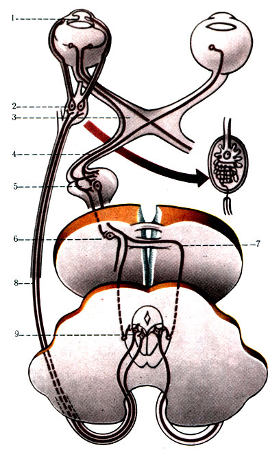 499.      ( -). 1 - m. sphincter pupillae; 2 - gangl. ciliare; 3 - n. opticus; 4 - tr. noptici; 5 - corpus geniculatum laterale; 6 -  ; 7 - commissura cerebri posterior; 8 - n. oculomotorius; 9 -  III 