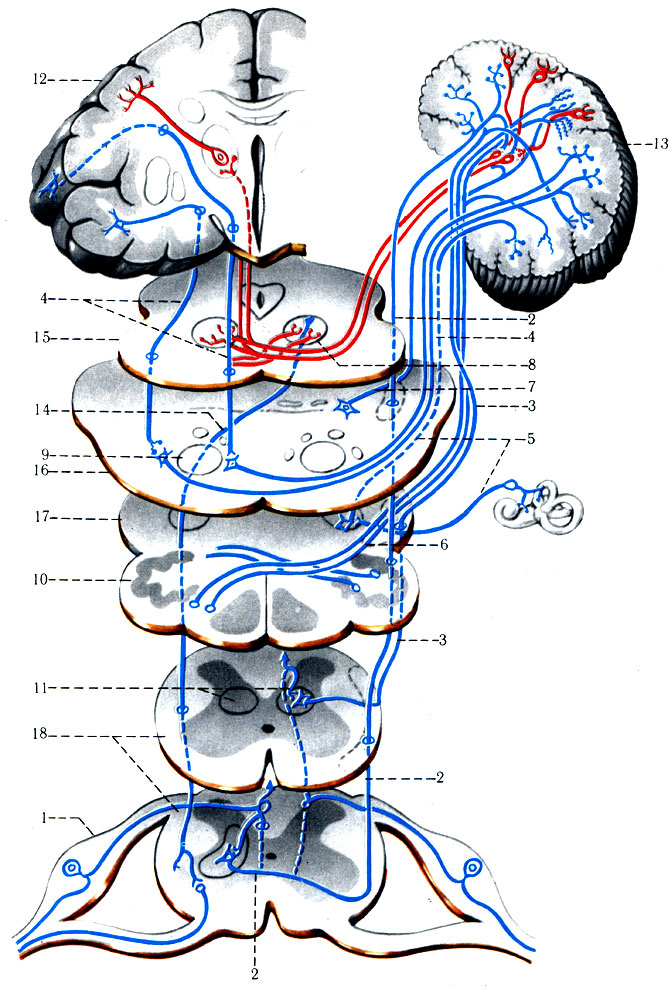 503.  -   , -, -,	-, , -,	-, -,    ( ). 1 - gangl. spinale; 2 - tr. spinocerebellaris anterior; 3 - tr. spinocerebellaris posterior; 4 - tr. frontotemporopontocerebellaris; 5 - tr. vestibulocerebellaris; 6 - tr. olivocere-bellaris; 7 - tr. reticulocerebellaris; 8 - nucl ruber; 9 - tr. pyramidalis; 10 - oliva; 11 - n. dorsalis; 12 - gyrus precentralis; 13 - cerebellum; 14 - tr. rubrospinal; 15 -  ; 16 - ; 17 -  ; 18 -  