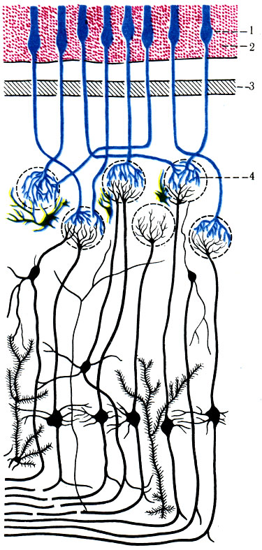 520.     ( Clara). 1 -  ; 2 - tunica propria; 3 - lamina cribriformis; 4 - glomerulus olfactorius   