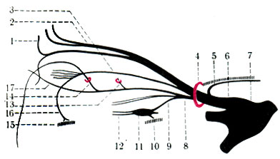 523.  I   . 1 - n. supratrochlearis; 2 - n. frontalis; 3 - n. lacrimalis; 4 - fissura orbitalis superior; 5 - r. meningeus; 6 - n. ophthalmicus; 7 - gangl. trigeminale; 8 - n. nasociliaris; 9 - radix oculomotoria; 10 - n. oculomotorius; 11 - gangl. ciliare; 12 - nn. ciliares breves; 13 - n. ethmoidalis posterior; 14 - n. ethmoidalis anterior; 15 - n. zygomaticus; 16 - r. communicans cum n. zygomatico; 17 - n. infratrochlearis