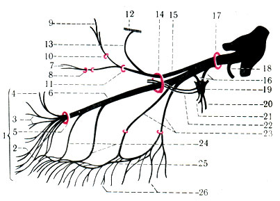 524.  II   . I - pes anserinus minor; 2 - rr. labiales superiores; 3 - rr. nasales externi; 4 - rr. palpebrals inferiores; 5 - for. infraorbitals; 6 - n. infraorbitalis: 7 - n. zygomaticofacial; 8 - for zygomaticofacial; 9 - n. zygomaticotemporal; 10 - for. zygomaticotemporale; II - for zygomaticoorbital; 12 - n. lacrimalis; 13 - r. ommunicans cum n. lacrimalis; 14 - fissura orbitalis inferior; 15 - n. zygomaticus; 16 - nn. pterygopalatine 17 - for. rotundum; 18 - r. meningeus medius; 19 - gangl. pterygopalatinum; 20 - nn. palatini; 21 - nn. nasales posteriores; 22 - rr. orbitales; 23 - rr. alveolares superiores posteriores; 24 - rr. alveolares superior medius et anteriores; 25 - pi. dentalis superior; 26 - rr. dentales superiores