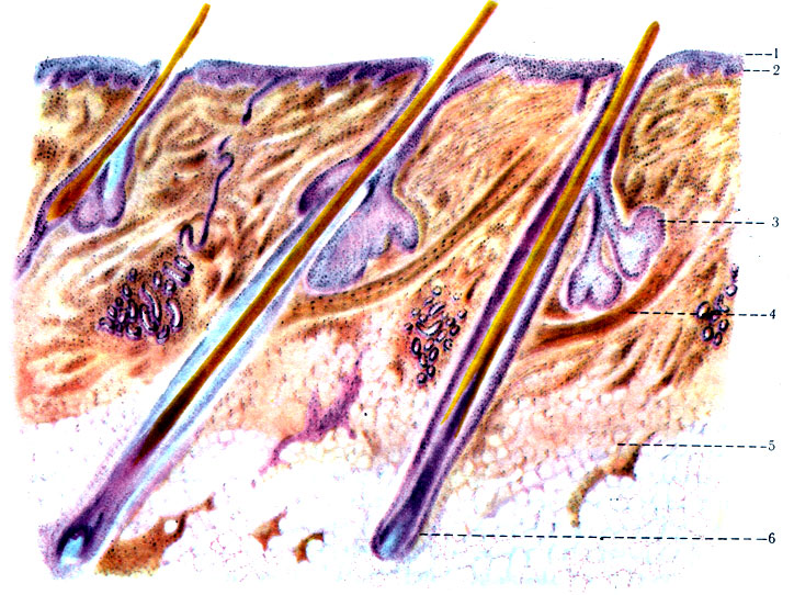 535.  . 1 - epidermis; 2 - corium; 3 - glandula sebacea; 4 - m. arrectores pilorum; 5 - tela subcutanea; 6 - folliculus pili