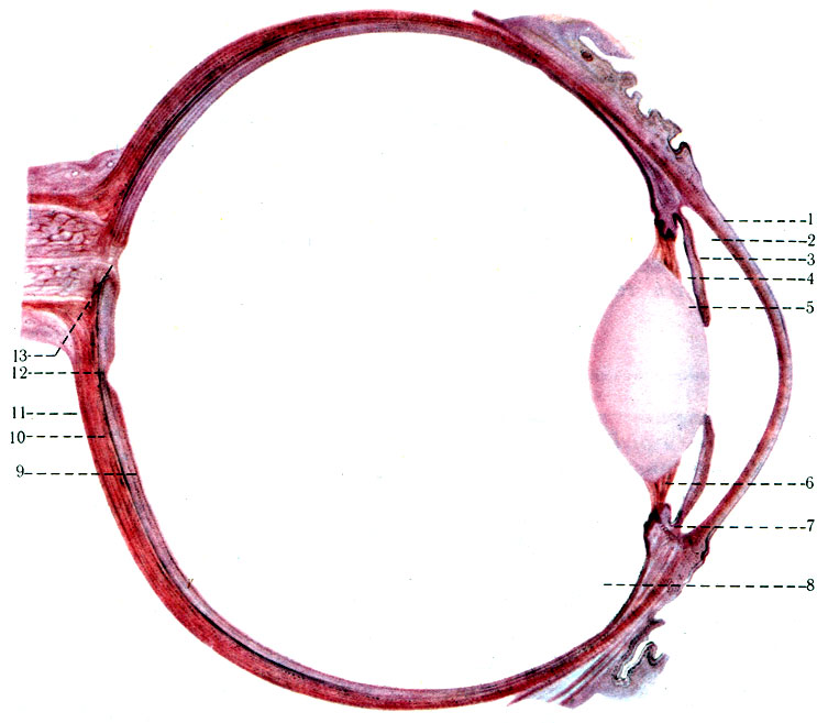 546.    . 1 - cornea; 2 - camera anterior bulbi; 3 - iris 4 - camera posterior bulbi; 5 - lens; 6 - zonula ciliaris; 7 - corpus ciliare; 8 - corpus vitreum; 9 - retina; 10 - tunica vasculosa; 11 - sclera; 12 - fovea centralis; 13 - excavatio disci