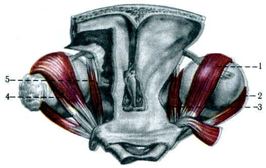 551.     ( , -). 1 - m. rectus superior; 2 - m. rectus lateralis; 3 - m. rectus medialis; 4	- m. levator palpebrae superioris; 5 - m. obliquus superior