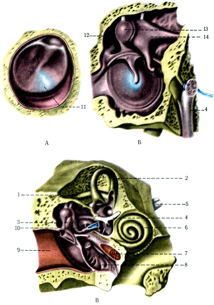 556.   (),  ()   () . 1 - canalis semicircularis posterior; 2 - canalis semicircularis anterior; 3 - tendo m. stapedii; 4 - n. facialis; 5 - n. vestibulocochlearis; 6 - cochlea; 7 - m. tensor tympani; 8 - tuba auditiva; 9 - meatus acusticus externus; 10 - stapes; 11 - pars tensa membranae tympani; 12 - recessus epitympanicus; 13 - capitulum mallei; 14 - incus