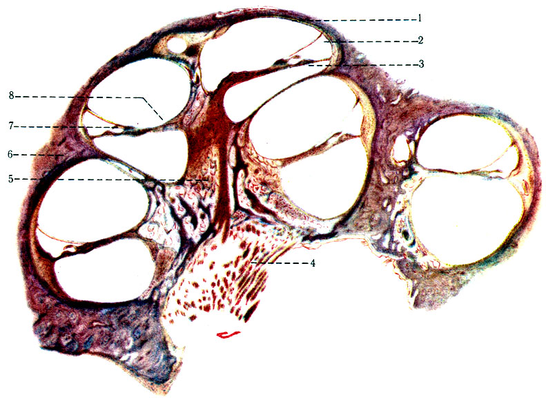 558.    . 1 - scala vestibularis; 2 - ductus cochlearis; 3 - scala tympani; 4 - n. cochlearis; 5 - modiolus; 6 -   ; 7 - membrana spiralis; 8 - lamina spiralis 6ssea; 9 - membrana tectoris
