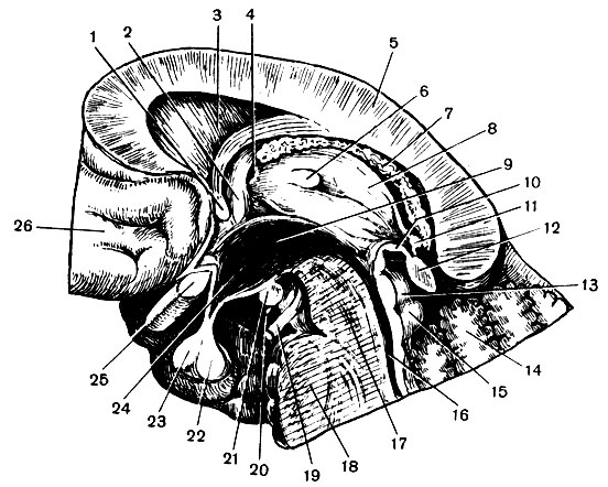 Рис. 127. Средний и межуточный мозг на сагиттальном разрезе: 1 - передняя спайка; 2 - колонка свода; 3 - прозрачная перегородка; 4 - межжелудочковое отверстие; 5 - мозолистое тело; 6 - серая спайка; 7 - сосудистое сплетение третьего желудочка; 8 - медиальная поверхность зрительного бугра; 9 - третий желудочек; 10 - задняя спайка; 11 - поводковое ядро; 12 - эпифиз; 13 - верхнее и 15 - нижнее двухолмия; 14 - червь; 16 - водопровод; 17 - ножка мозга; 18 - мост: 19 - глазодвигательный нерв; 20 - височная доля большого полушария; 21 - сосковидное тело; 22 - задняя и 23 - передняя доли гипофиза; 24 - воронка; 25 - перекрест зрительных нервов; 26 - медиальная поверхность лобной доли