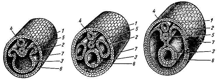 Рис. 2. Начальный период развития ланцетника. 1 - эктодерма; 2 - мезодерма; 3 - энтодерма; 4 - нервная трубка; 5 - хорда; 6 - кишечная трубка; 7 - целом
