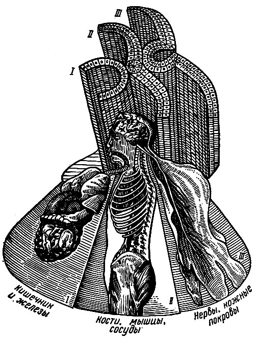 Рис. 4. Производные зародышевых листков. I - энтодерма; II - мезодерма; III - эктодерма