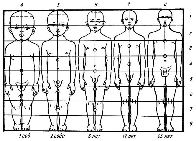 Рис. 7. Возрастные различия пропорций тела человека