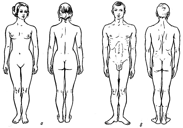 Рис. 8. Половые различия телосложения. Вид спереди и сзади. а - женщина; б - мужчина