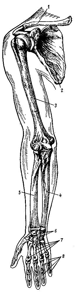 Рис. 17. Скелет верхней конечности (правой), вид спереди. 1 - ключица; 2 - лопатка; з - плечевая кость; 4 - локтевая кость; 5 - лучевая кость; 6 - кости запястья; 7 - кости пястья; 8 - фаланги пальцев
