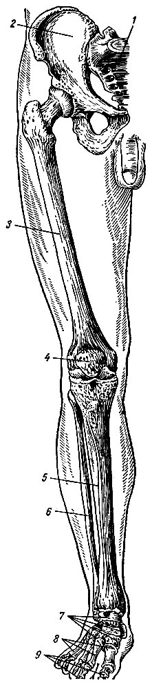 Рис. 18. Скелет нижней конечности (правой) вид спереди. 1 - крестец: 2 - тазовая кость; 3 - бедренная кость; 4 - надколенник; 5 - большеберцовая кость; 6 - малоберцовая кость; 7 - кости предплюсны; 8 - кости плюсны; 9 - фаланги пальцев