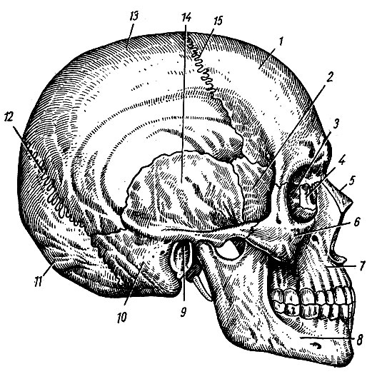 Рис. 19. 1 - лобная кость; 2 - большое крыло клиновидной кости; 3 - глазничная пластинка решетчатой кости; 4 - слезная кость; 5 - носовая кость; 6 - скуловая кость; 7 - верхняя челюсть; 8 - нижняя челюсть; 9 - наружное слуховое отверстие; 10, 14 - височная кость; 11 - затылочная кость; 12 - ламбдовидный шов; 13 - теменная кость; 15 - венечный шов